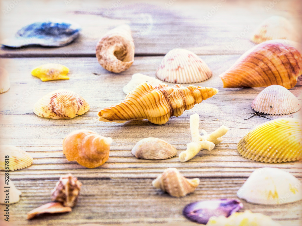 Variety of Seashells on Wooden Table