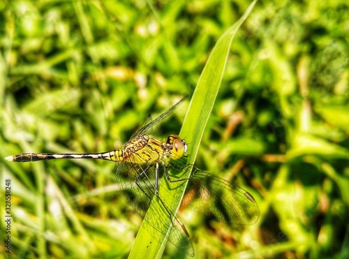 dragonfly on blade of grass