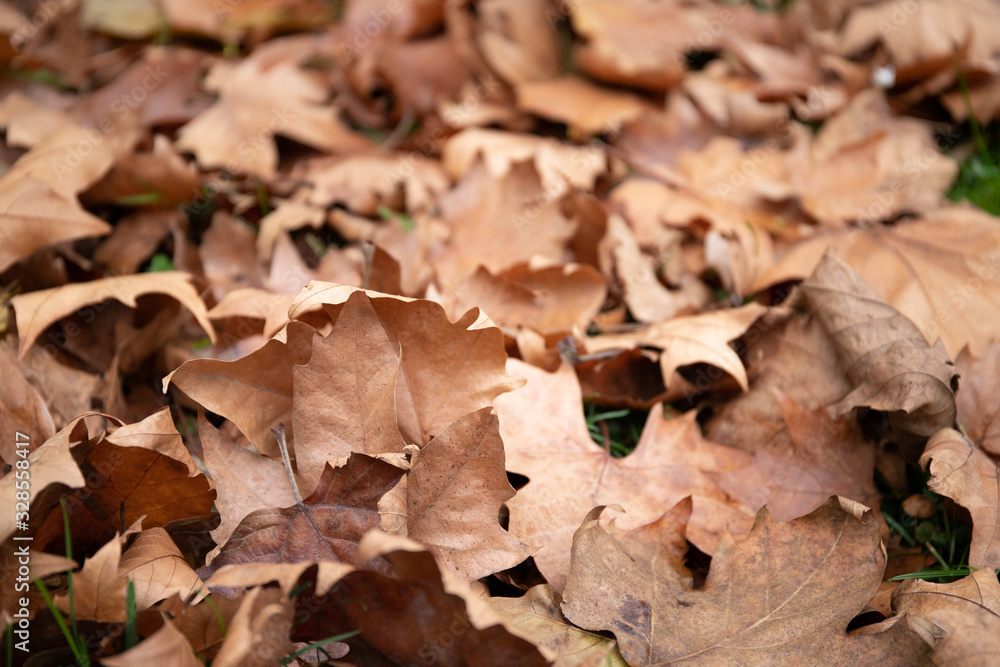 Dry leaves . Warm autumn day. Maple leaves Dry leaves . Warm autumn day. Maple leaves