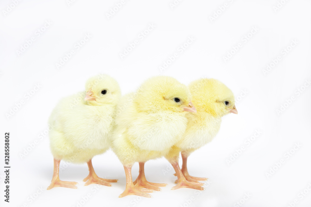 A lot of little chickens on a white background in isolation.