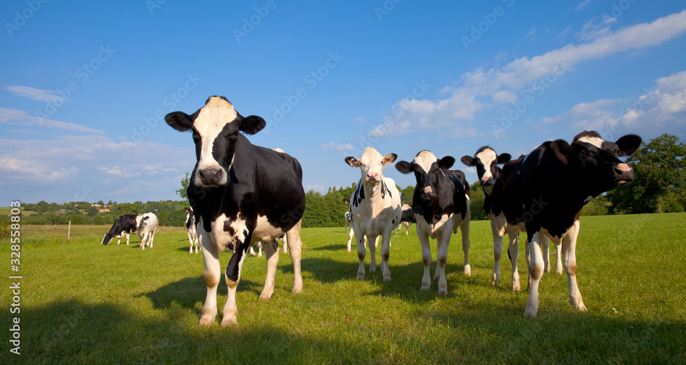 Troupeau de vaches laitière dans un champ au soleil. Troupeau de vaches laitière dans un champ au soleil.