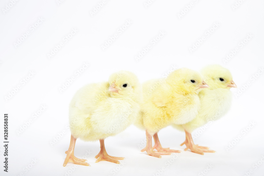 A lot of little chickens on a white background in isolation.