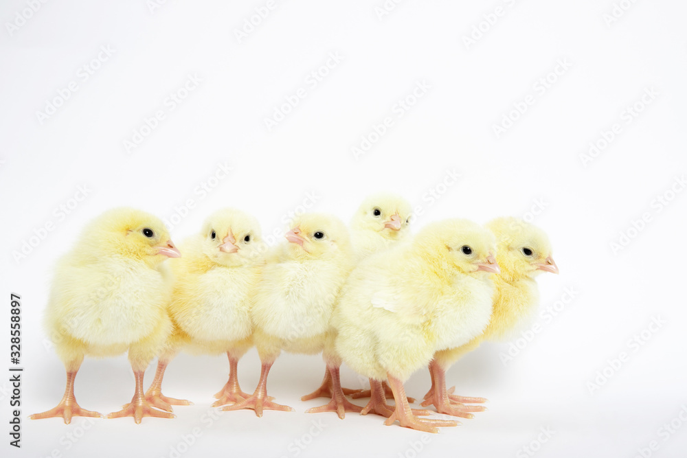 A lot of little chickens on a white background in isolation.