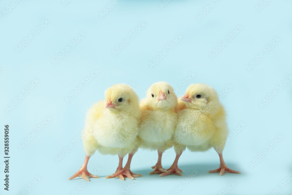 Chicken on a blue isolated background. Beautiful yellow chick