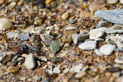 A white cabbage white butterfly with thin fragile wings sits on pebbles in the daytime sunlight