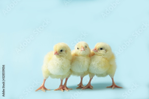 Fototapeta Chicken on a blue isolated background. Beautiful yellow chick