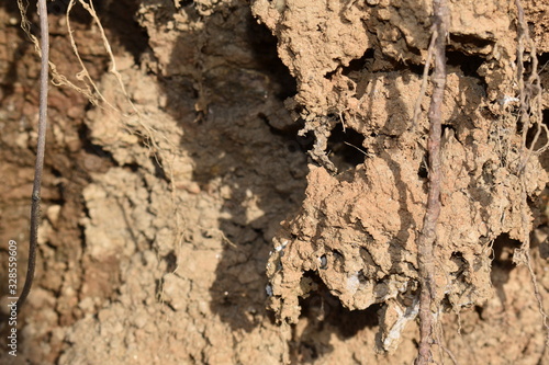 exposed roots in dirt