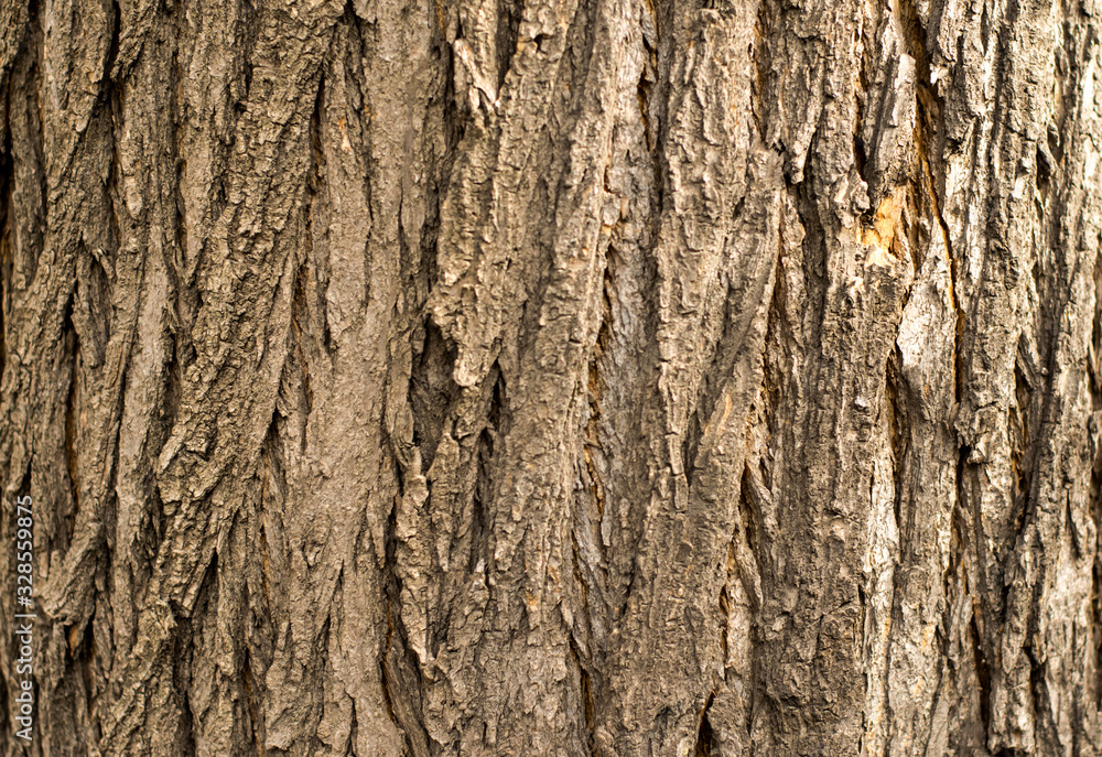 The bark of a living tree is photographed close-up. The bark of a living tree is photographed close-up.