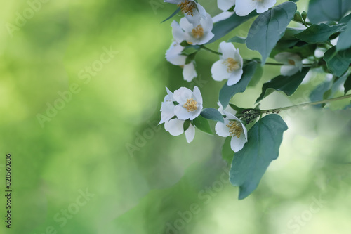 Beautiful white jasmine flowers, spring floral image