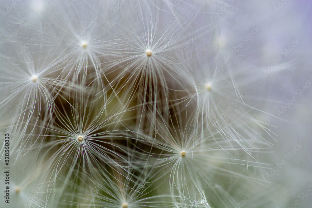 Naklejka premium Löwenzahn, Pusteblume