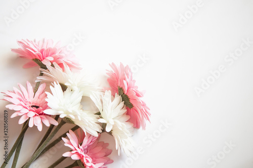 Pink and waite gerbera isolated on white background