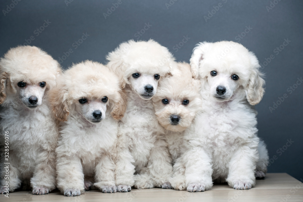 image of dog table dark background image of dog table dark background