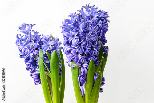 Close up of two large blue Hyacinth or Hyacinthus flowers in full bloom in a garden pot in a sunny spring day  beautiful indoor floral background