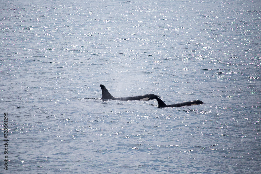 Naklejka premium Orcas at sea