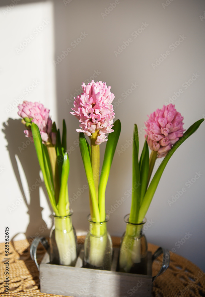 Beautiful spring pink hyacinth in a vase