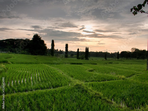 Landscape view Wide rice field with surrounding trees.