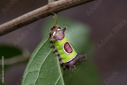 saddleback caterpillar on leaf © bob