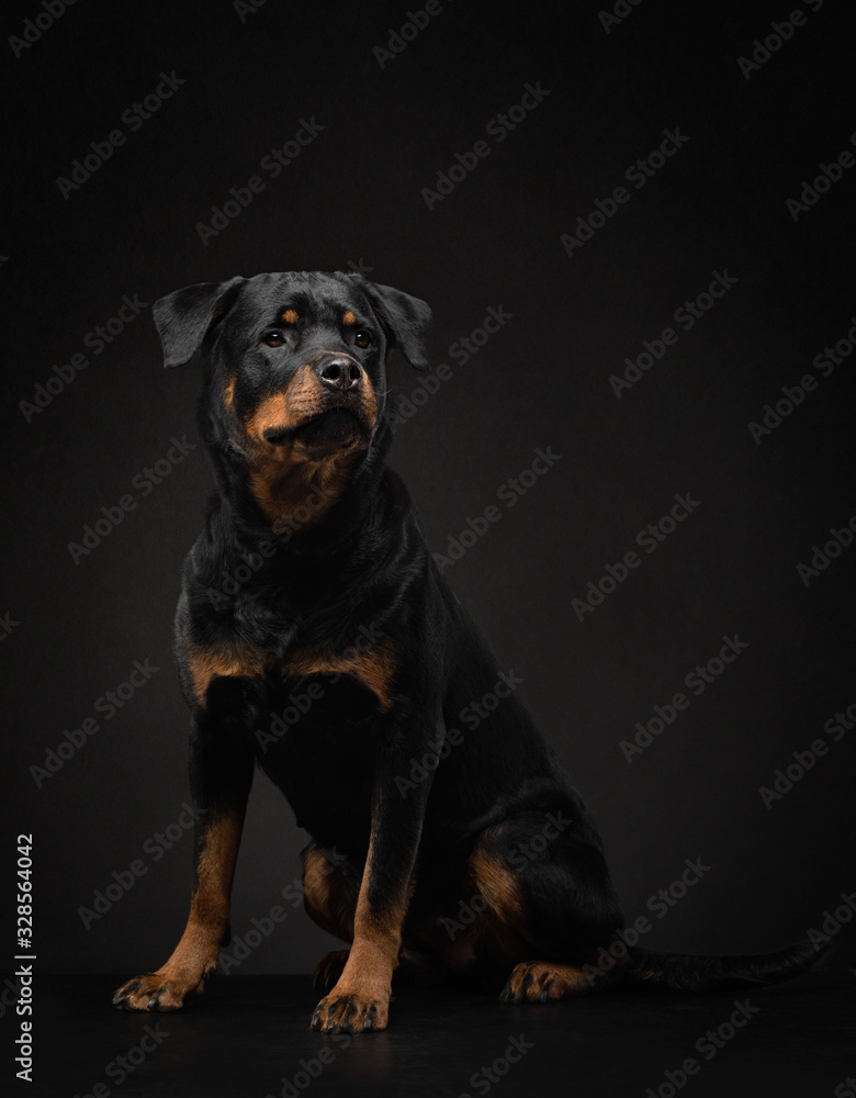 Fototapeta premium Portrait of a dog in the studio. Rottweiler on a black background. photo Pet for advertising.