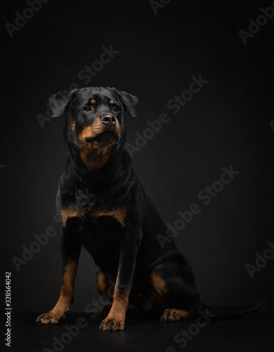 Portrait of a dog in the studio. Rottweiler on a black background. photo Pet for advertising.