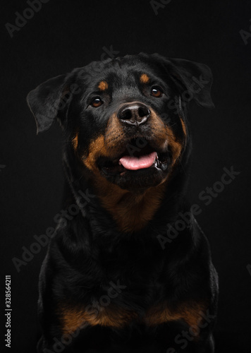 Portrait of a dog in the studio. Rottweiler on a black background. photo Pet for advertising.