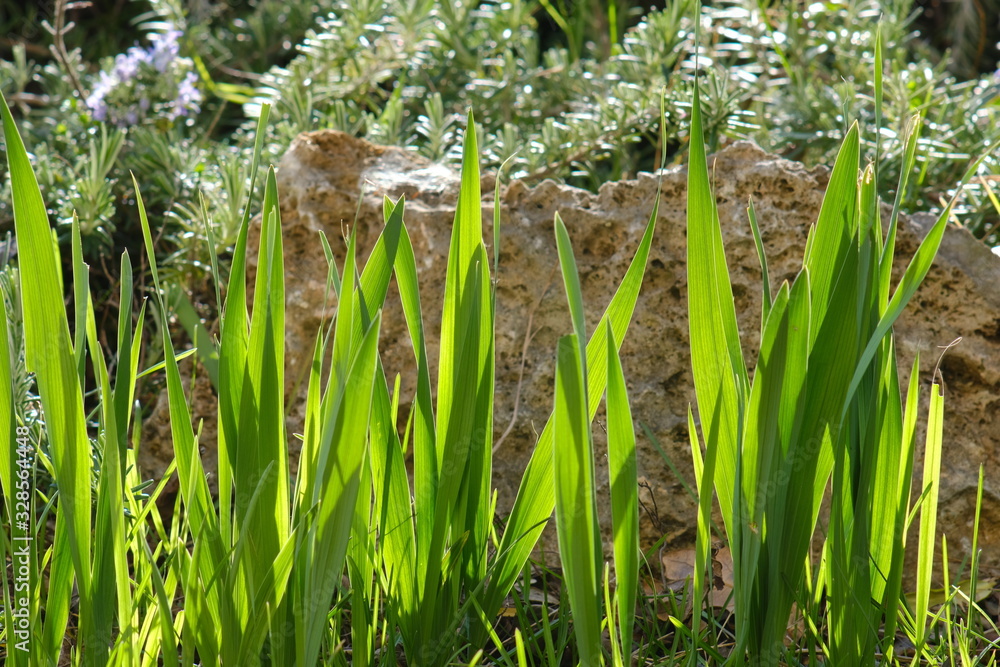 Obraz premium Bulb leaves in spring in a Mediterranean rock garden. In the background rosemary leaves.