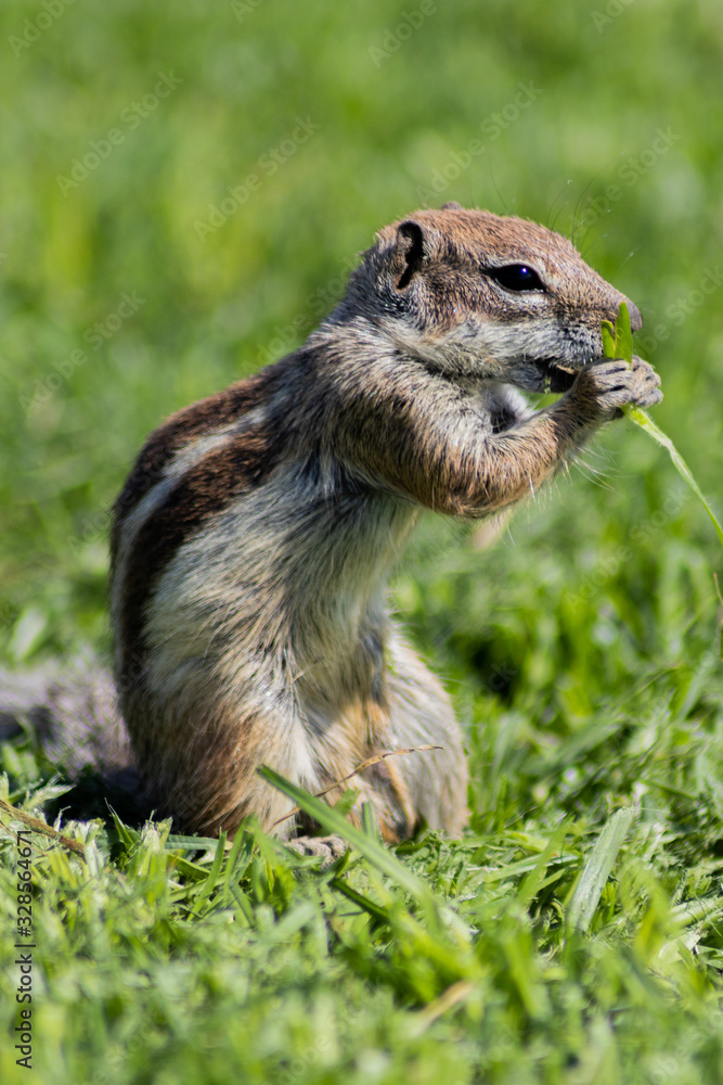 Ardilla sobre césped comiendo un trozo de hierba. Ardilla sobre césped comiendo un trozo de hierba.