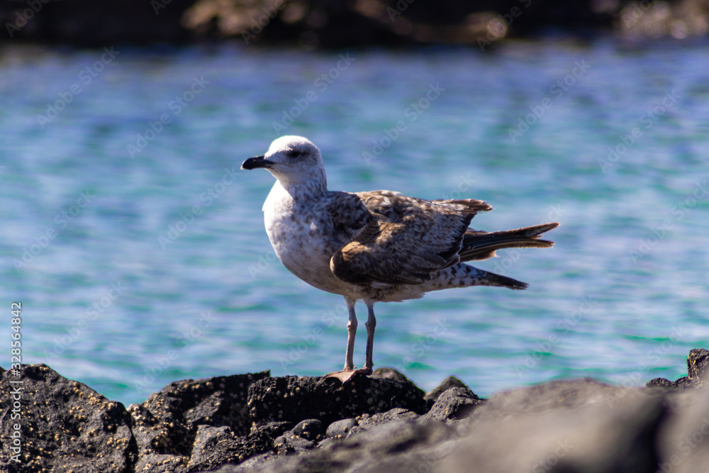 Gaviota de pie sobre una roca en una isla. Gaviota de pie sobre una roca en una isla.