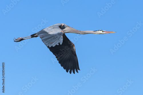 Found in most of North America, the Great Blue Heron is the largest bird in the Heron family. © Gary