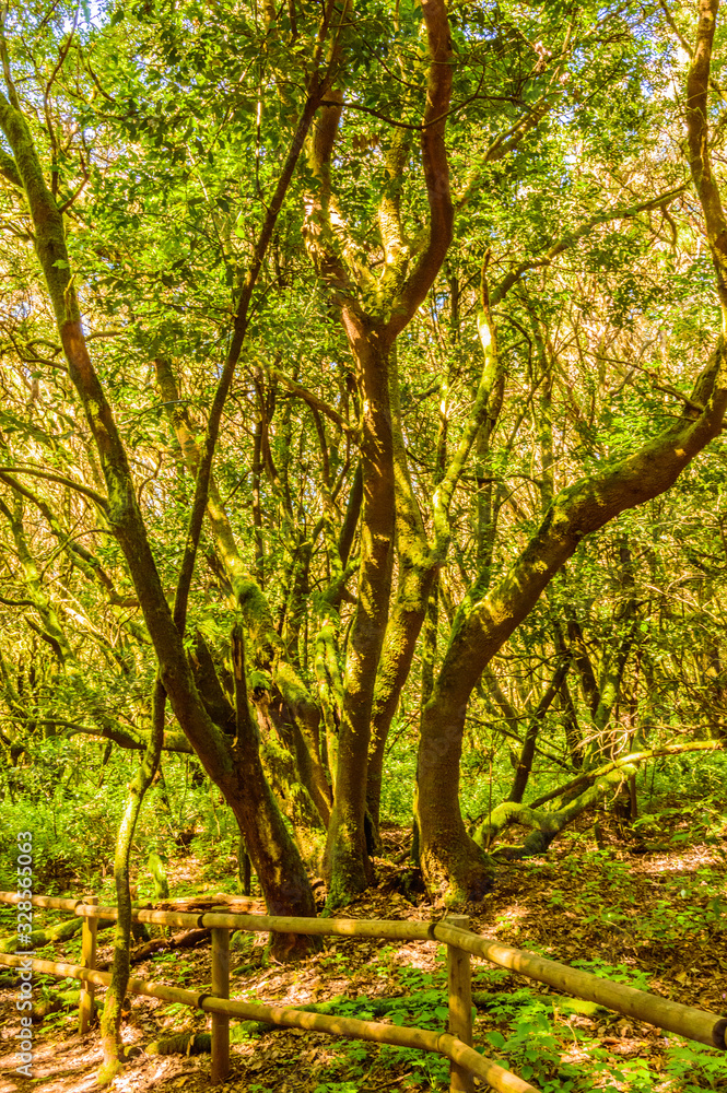 Set of Laurel trees covered with moss and lichens in the Garajonay National Park in La Gomera. April 15, 2019. La Gomera, Santa Cruz de Tenerife Spain Africa. Travel Tourism Photography Nature.