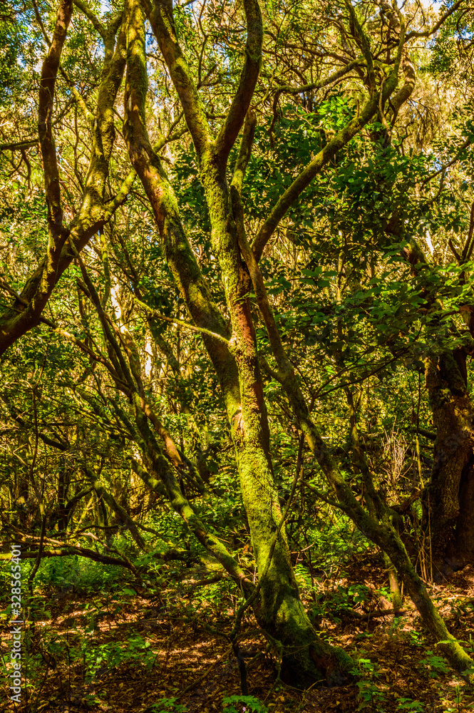 Laurel tree covered with moss and lichens in the Garajonay National Park in La Gomera. April 15, 2019. La Gomera, Santa Cruz de Tenerife Spain Africa. Travel Tourism Photography Nature. Laurel tree covered with moss and lichens in the Garajonay National Park in La Gomera. April 15, 2019. La Gomera, Santa Cruz de Tenerife Spain Africa. Travel Tourism Photography Nature.