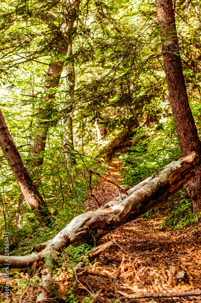 Fototapeta premium Tree in forest. A magnificent path in the Bucegi mountains