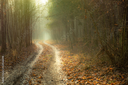 A winding road in a misty autumn forest, sunny day