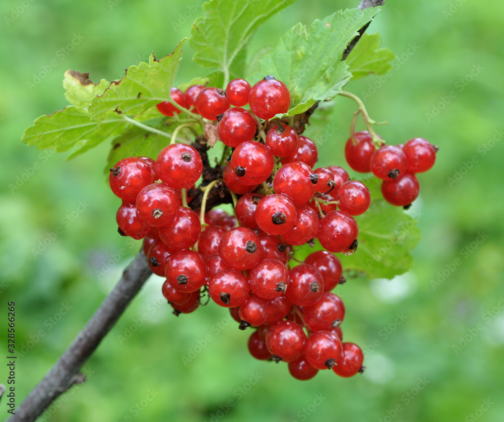 On the bush berries are ripe redcurrant On the bush berries are ripe redcurrant
