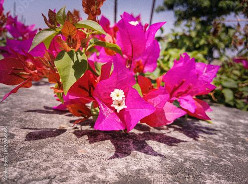 flowers in the garden