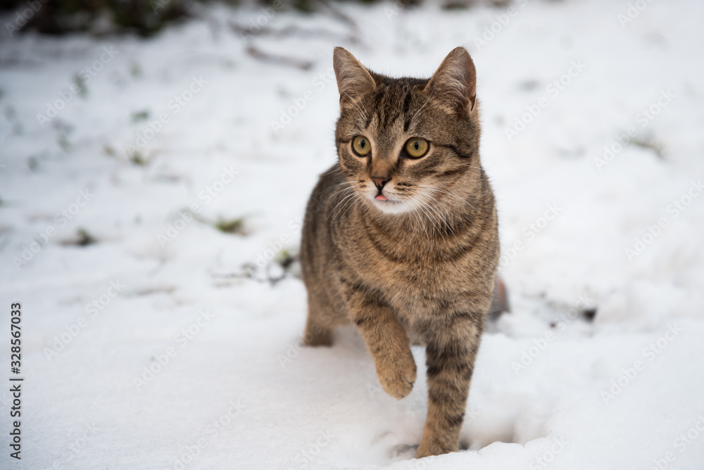 Cat in the snow on a winter walk. The cat shows its tongue. Beautiful red cat on the background of a snowy winter. Winter portrait of a red cat in the snow in the open air.