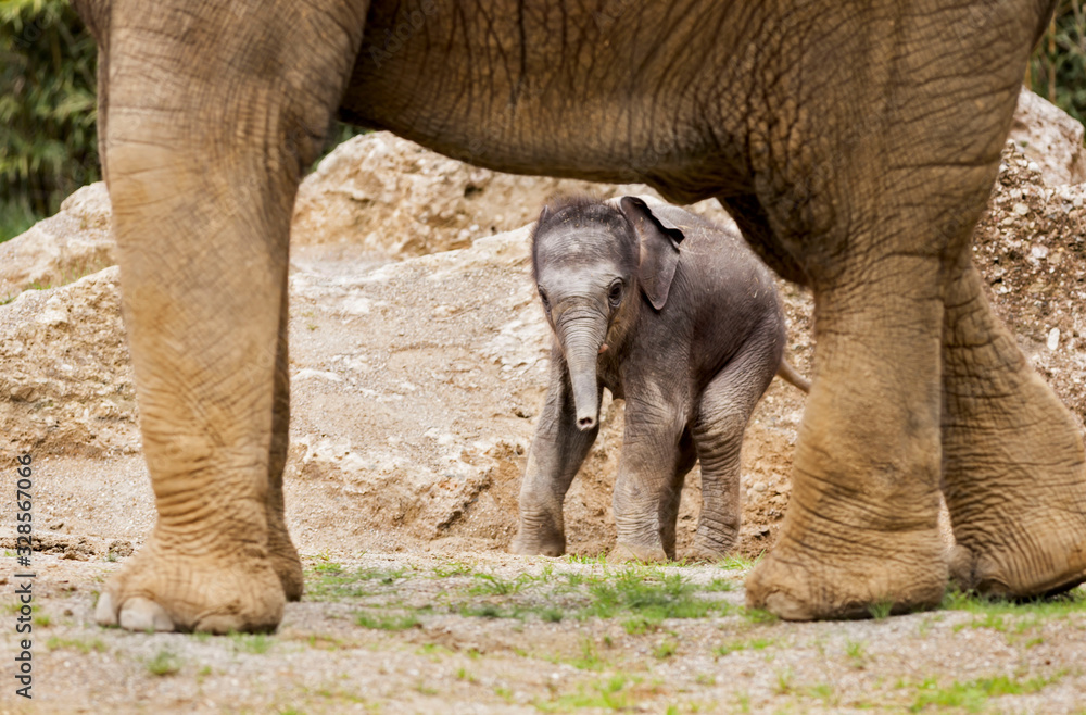 Obraz premium Elefant