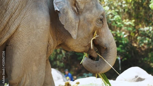Elephants in asian sanctuary eating and living among tourists