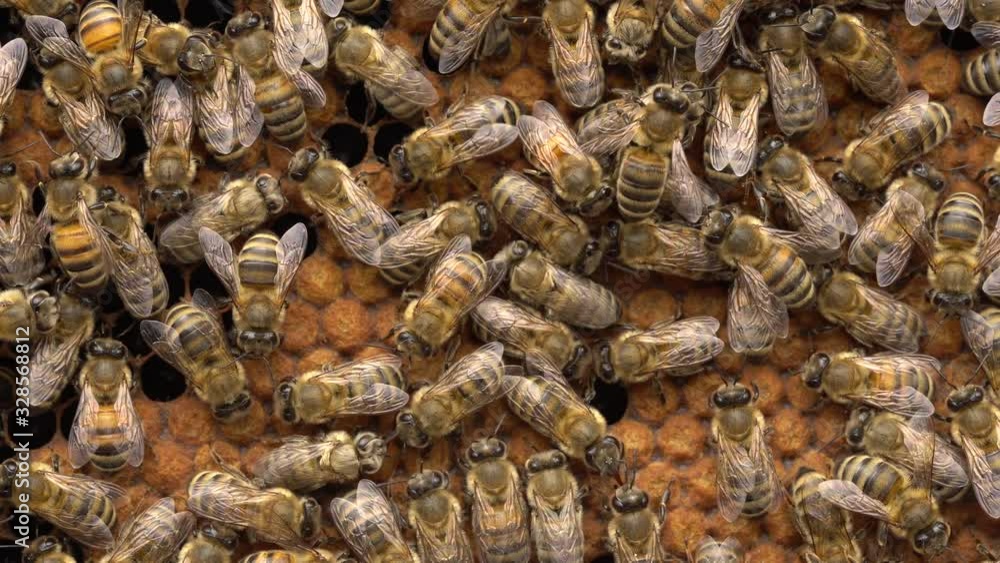In beekeeping, bee brood or brood refers to the eggs, larvae and pupae of honeybees. Frame with cells of sealed brood and worker bees In beekeeping, bee brood or brood refers to the eggs, larvae and pupae of honeybees. Frame with cells of sealed brood and worker bees