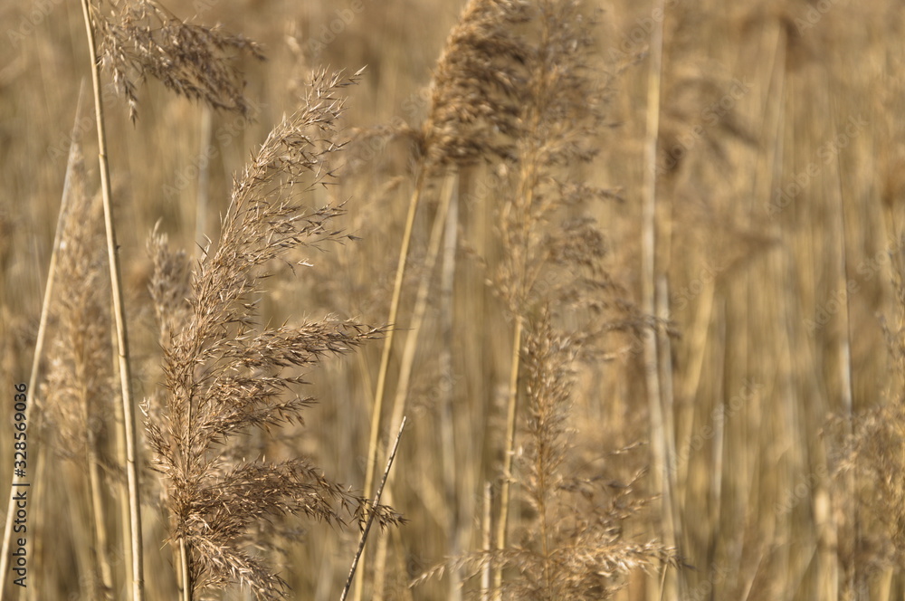 Fototapeta premium Zbliżenie na żółte dzikie trawy.