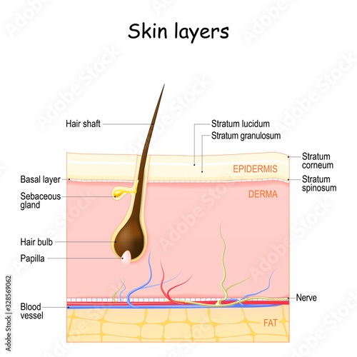 Skin layers: Epidermis, Dermis, Hypodermis.