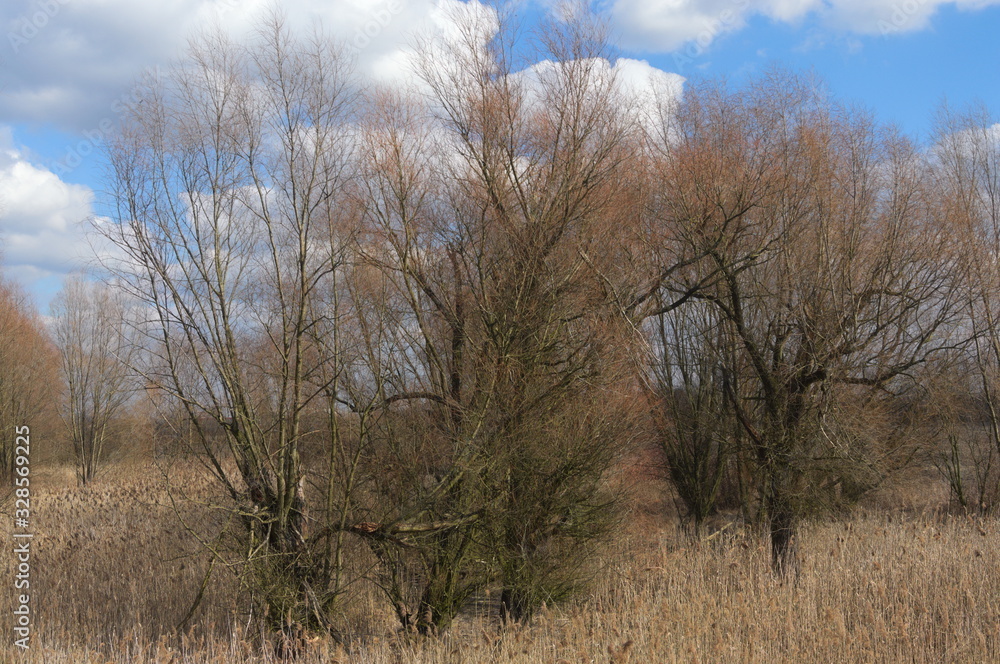 Panoramy Śląska, drzewa na tle niebieskiego nieba. Chorzów w obiektywie. Panoramy Śląska, drzewa na tle niebieskiego nieba. Chorzów w obiektywie.