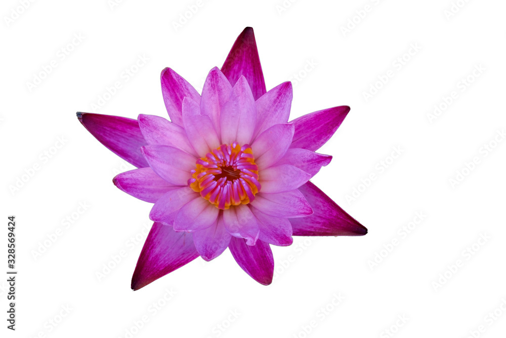 Fototapeta premium pink waterlily isolated on white background with clipping mask or selection path