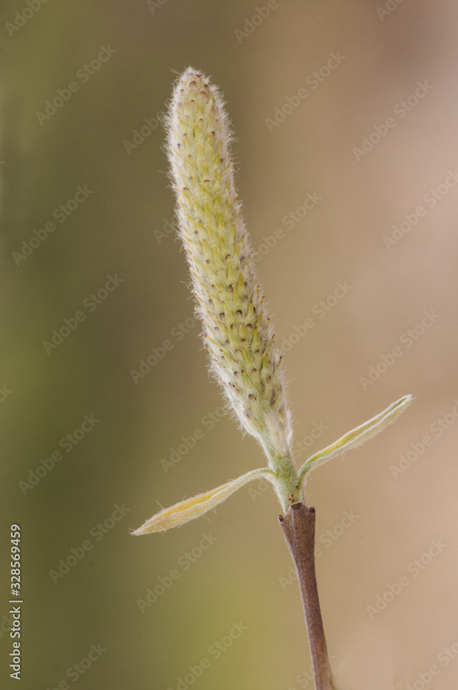 Salix cf babylonica weeping willow male flowers catkins with green buds in late winter or early spring