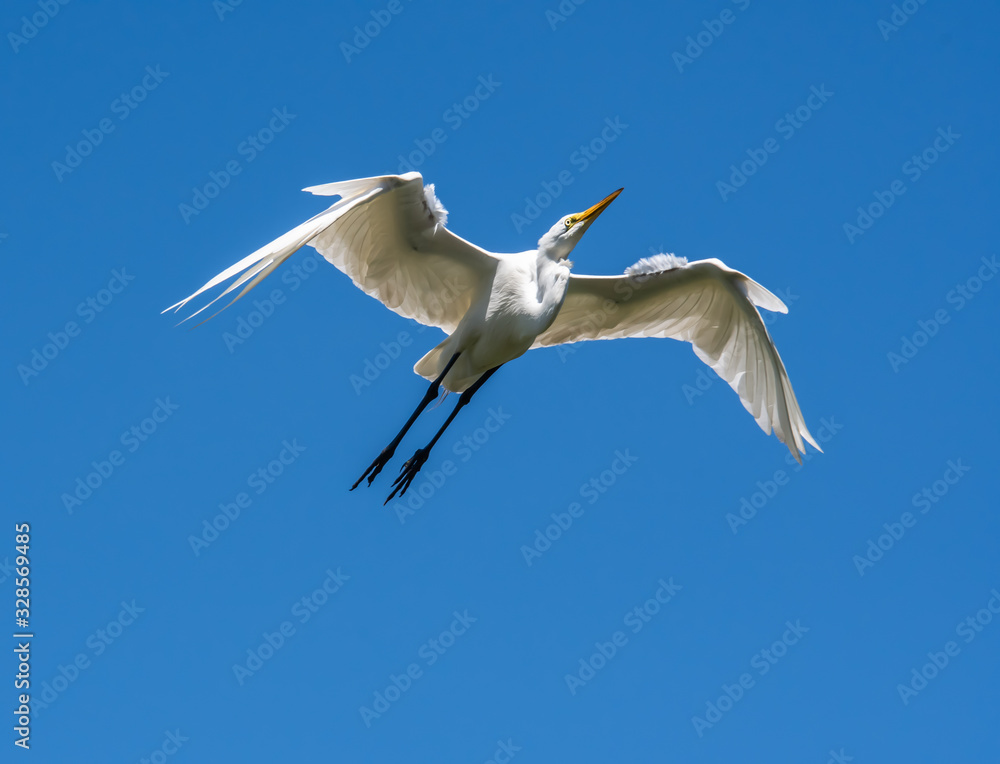 Great White Egret flying over Orlando Wetlands in Florida. Great White Egret flying over Orlando Wetlands in Florida.