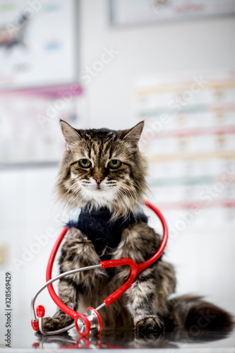Fototapeta Naklejka Na Ścianę i Meble -  An adult gray cat sits on a table at a consultation with a veterinarian. A stethoscope on a cat’s neck