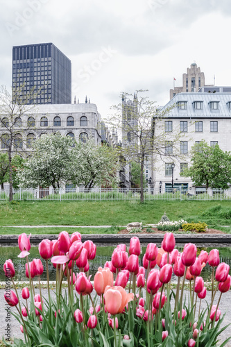 Tulips in the Old Port of Montreal