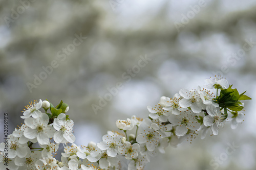 Allphotokz Blooming Trees 20190405 6690 A7M3 photo