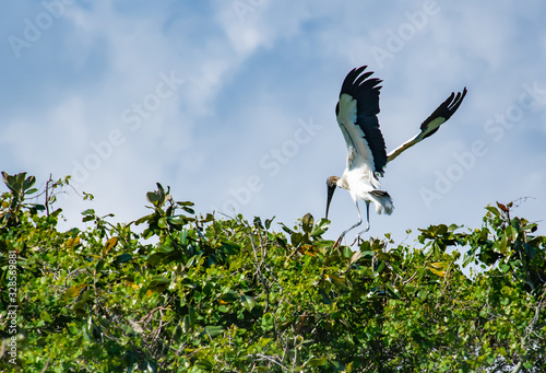 Woodstork in nesting colony in St Augustine Florida. photo