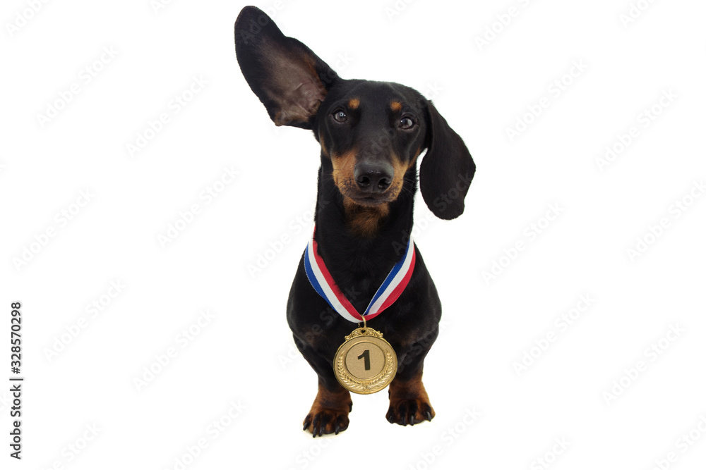 winner dog pet with gold medal looking at camera and attentive face expression. isolated on white background. winner dog pet with gold medal looking at camera and attentive face expression. isolated on white background.