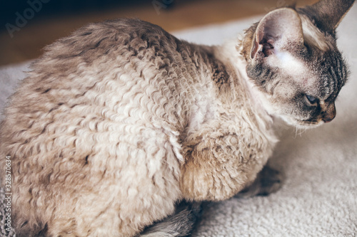 Konstfotografi Close up of Devon rex cat with beautiful curly very soft and hypoallergenic fur